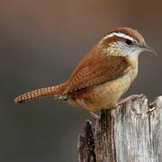 Wren